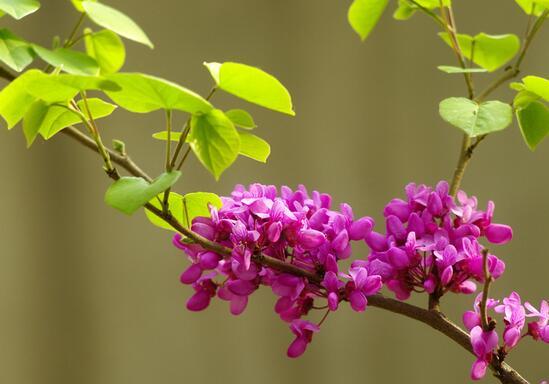观赏与*用价值合二为一的紫荆花