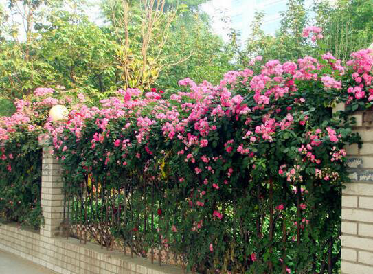 养殖蔷薇花 装扮小清新家居环境