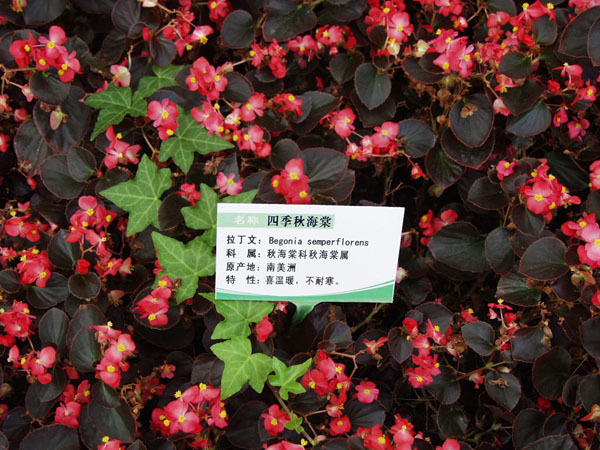 四季秋海棠的养殖方法和注意事项