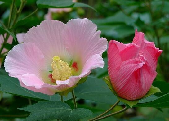 家居养殖木芙蓉花 享受清新之美