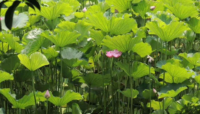 夏天雨后心情好的句子