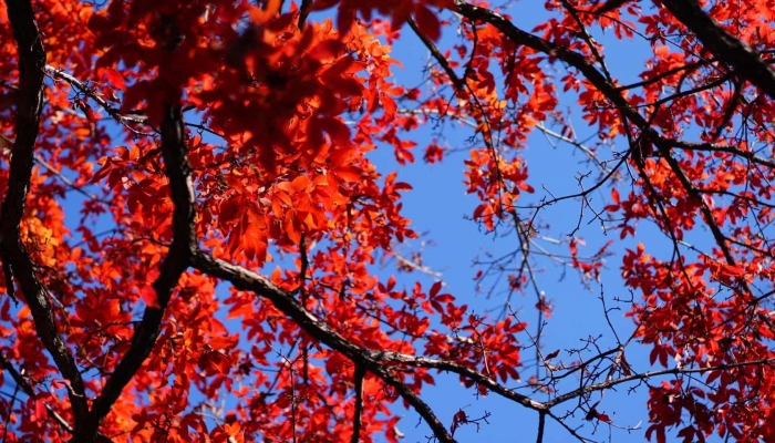 描写秋天的词语诗句有哪些
