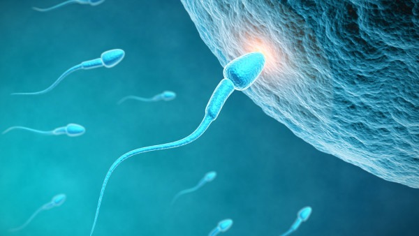 两性科学知识，精子和卵子的对话，你看懂了吗