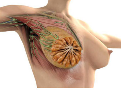 乳房按摩可以治疗乳腺增生?