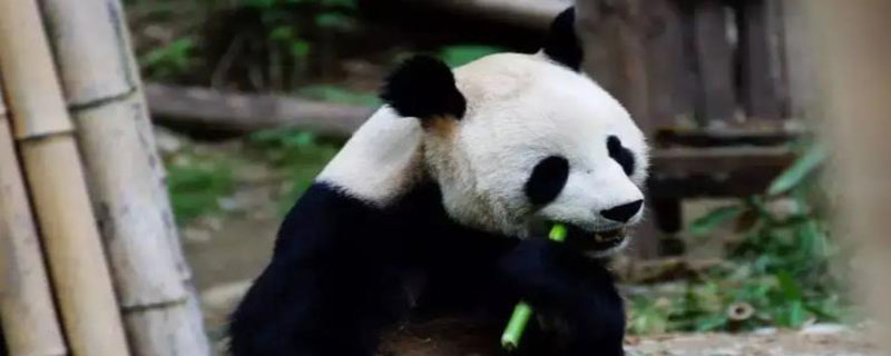 大熊猫有趣的地方在哪里 小熊猫最有趣的地方在哪