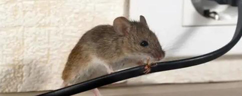 房间里有老鼠用什么方法可以解决
