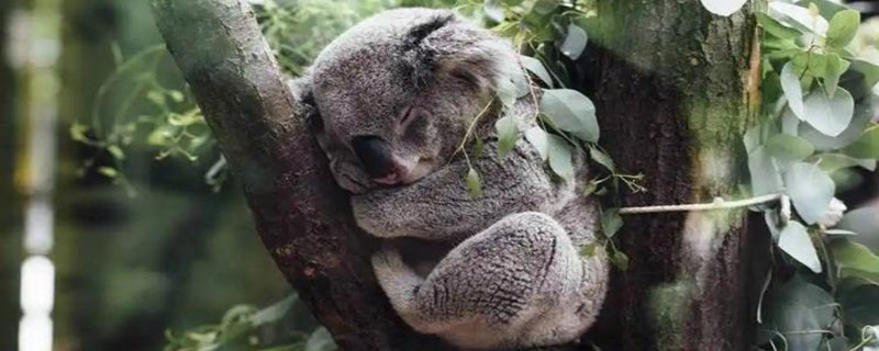 树袋熊一天睡几个小时 树袋熊一天睡几个小时最好