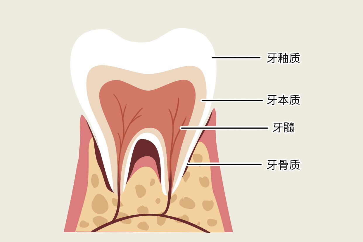 牙骨质牙本质界示意图