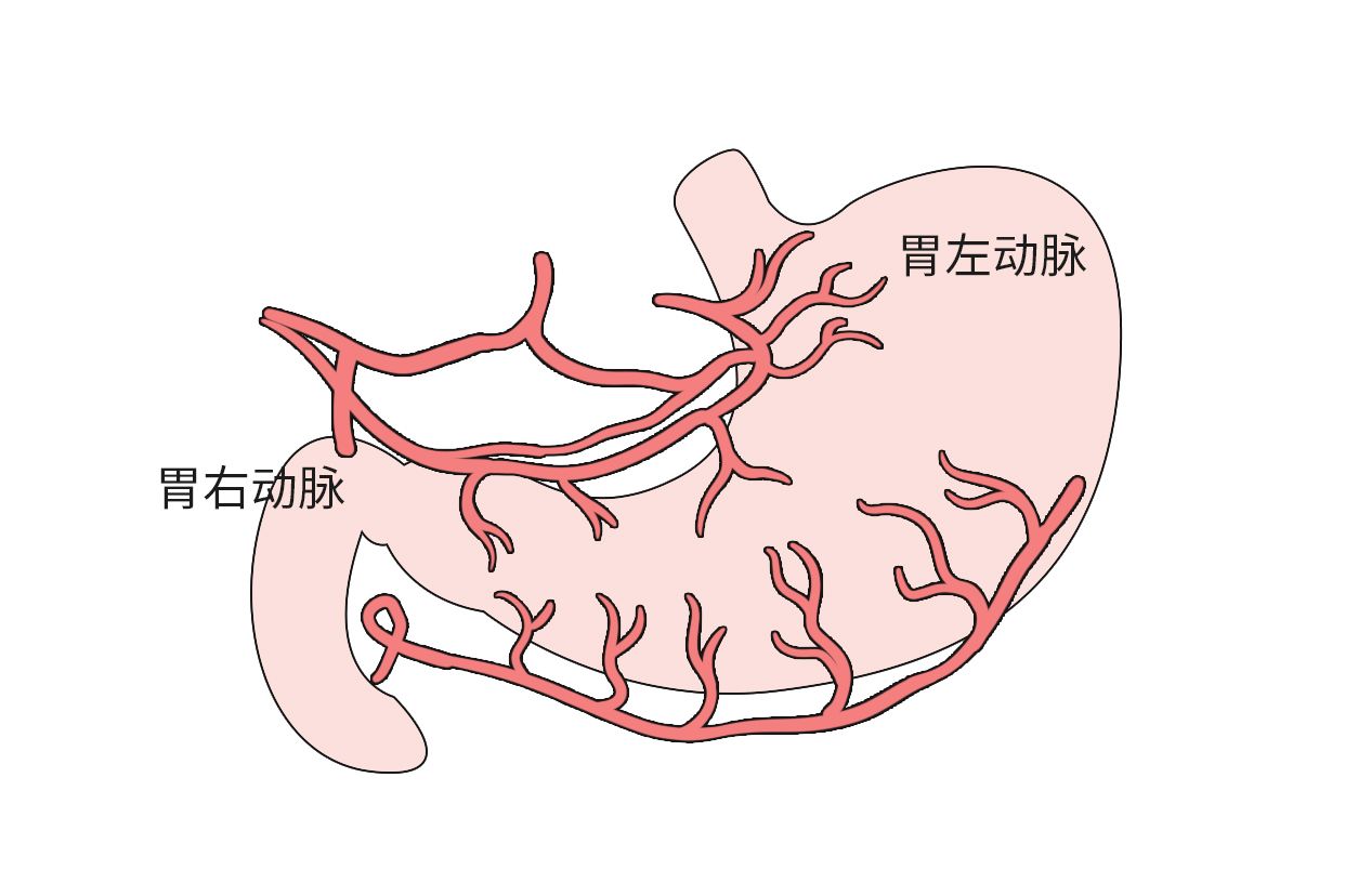 胃血管解剖图高清图（胃周围血管解剖图）