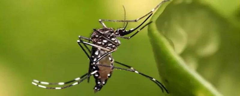 蚊子从哪里生长出来的