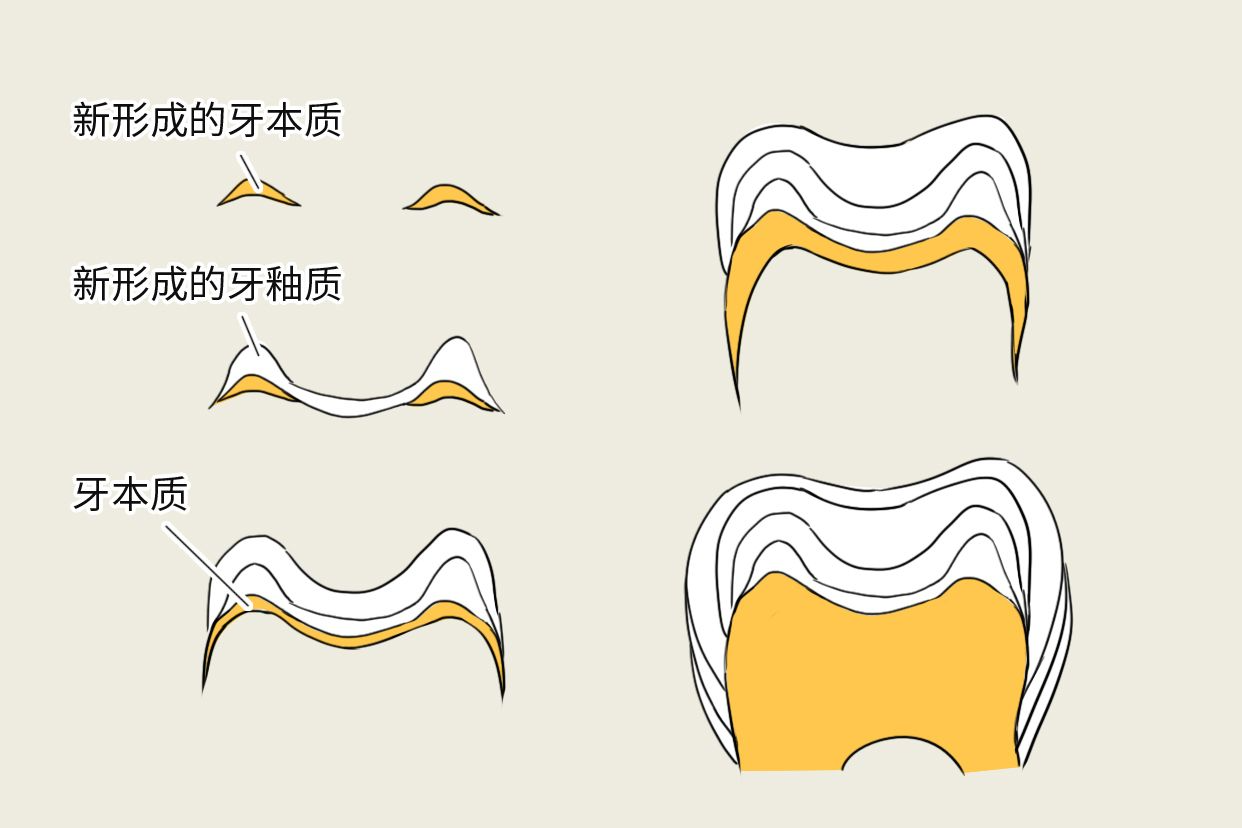 牙本质生长线图片（牙本质生长线形成原因）