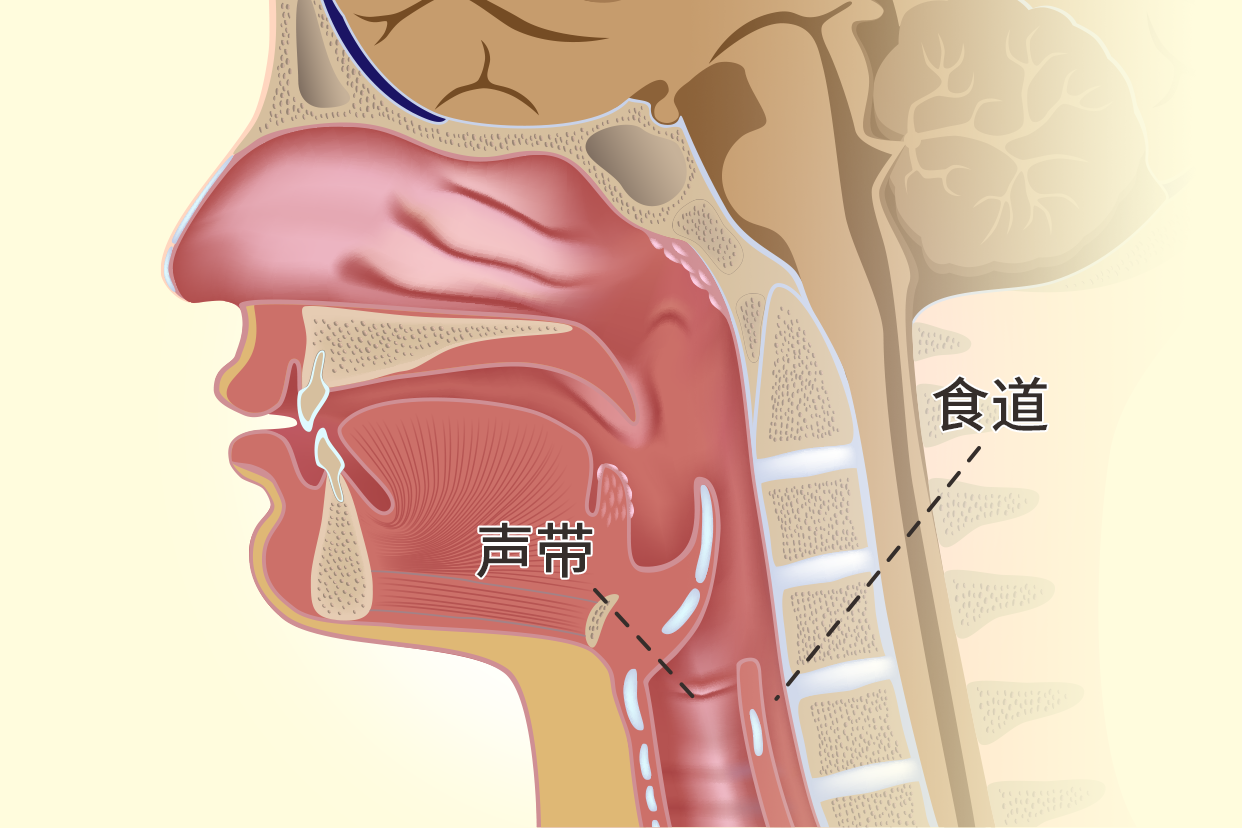 食道和声带的位置图（食道声带气管解剖图）