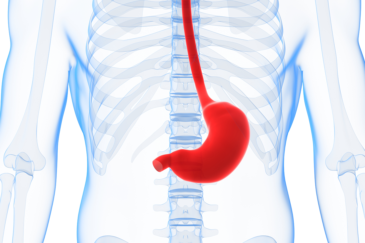 胃窦在肋骨什么位置图 胃在肋骨哪个位置图
