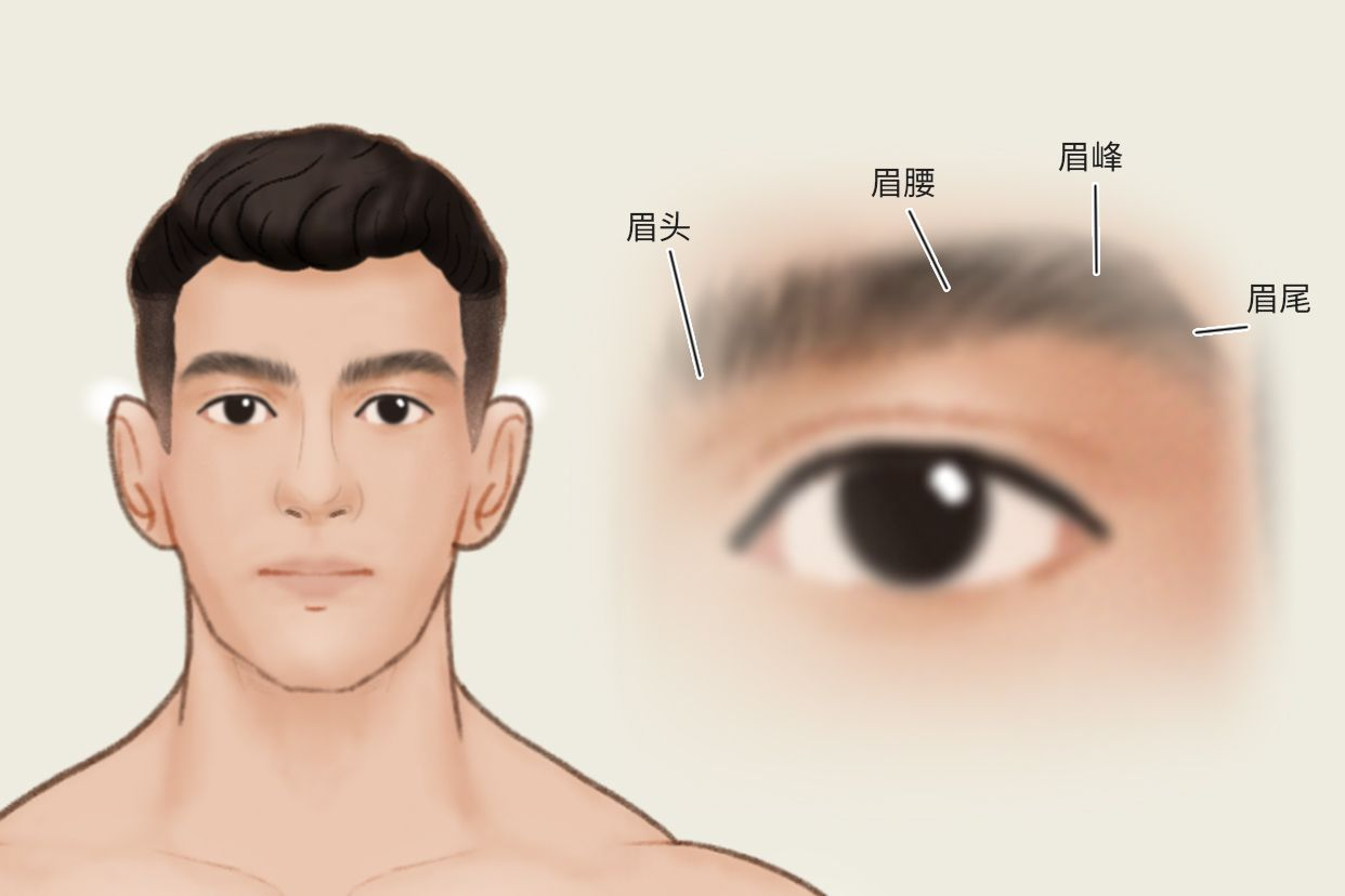 眉毛结构图（眉毛结构图片）
