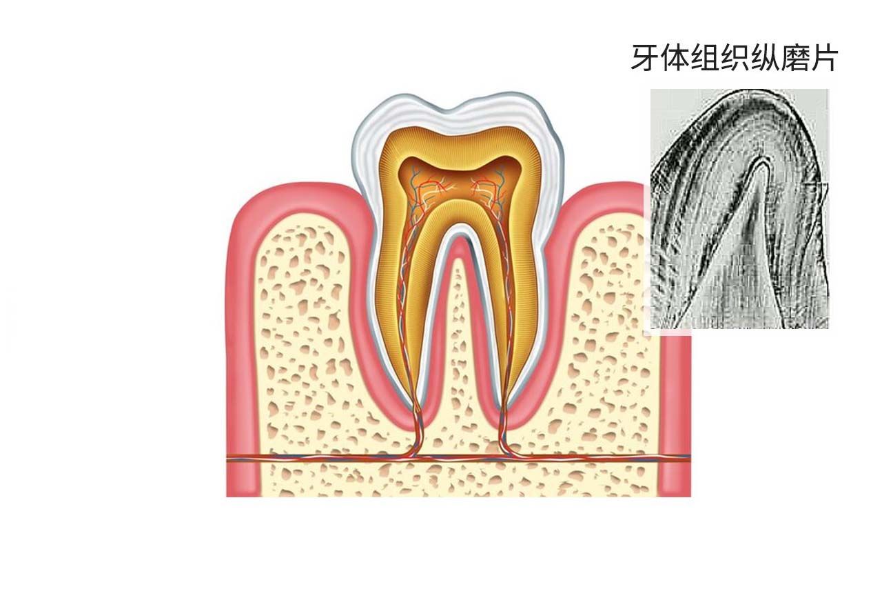 牙体组织纵磨片绘图 牙体组织纵断磨片绘图