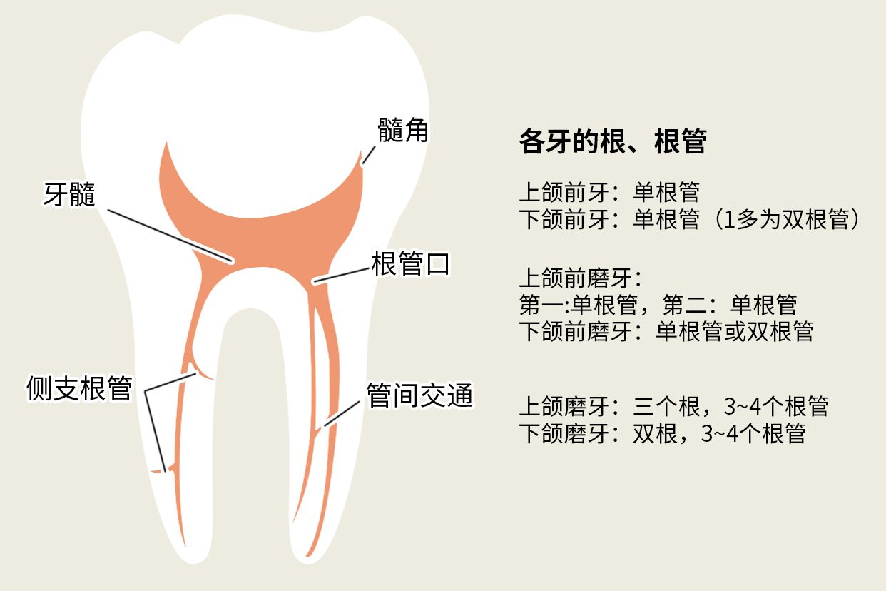 后牙一般几个根管图片 后槽牙有多少个根管