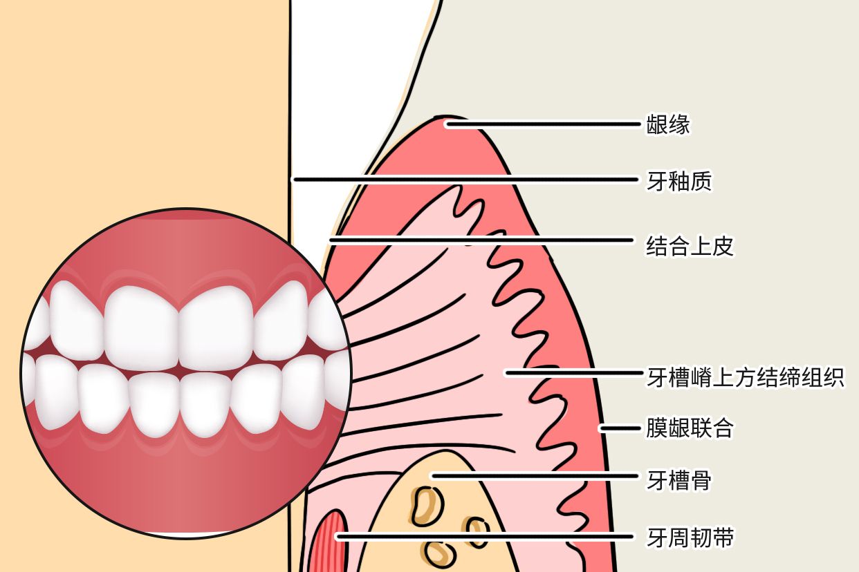 牙龈上皮结构图片（牙龈上皮层结构示意图）