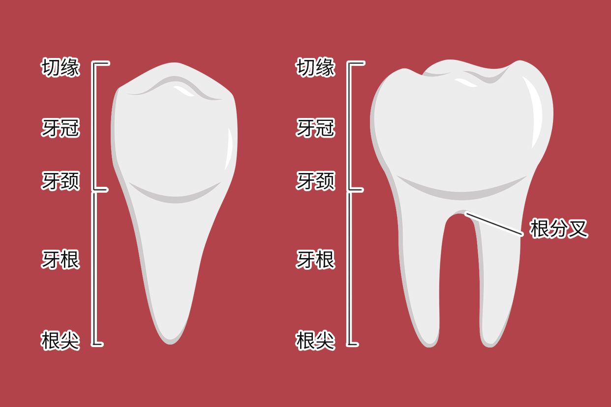 牙根颈三分之一图解 尽头牙三个根