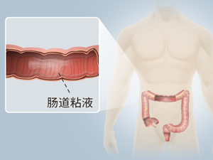 肠壁图片（正常的肠壁图片）