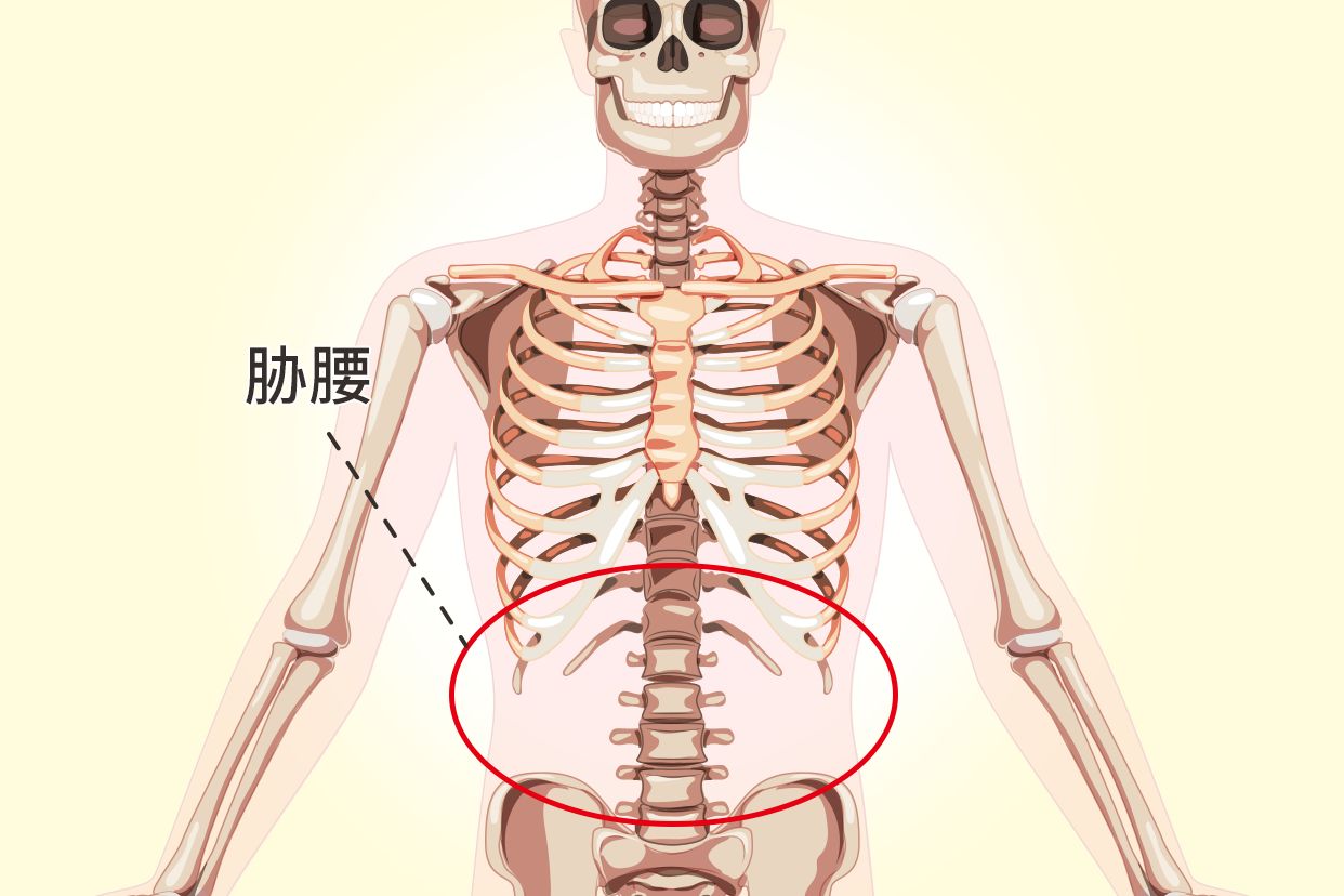 胁腰部位置图（胁肋部位置图）