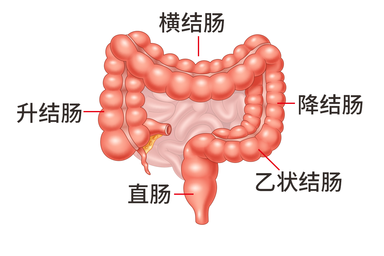 结肠分为哪四部分图片