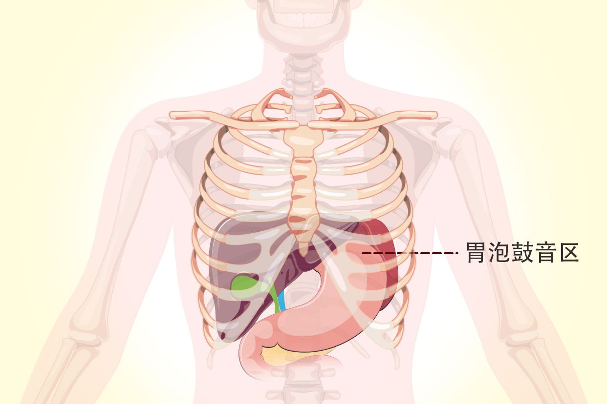 胃泡鼓音区示意图