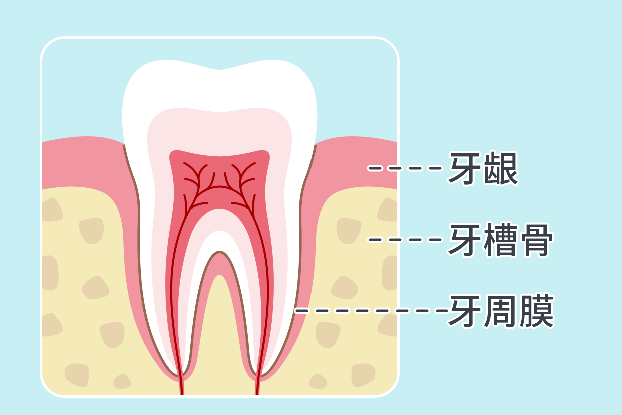 牙周组织解剖图