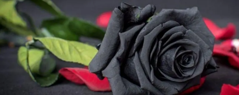 黑玫瑰花语是什么