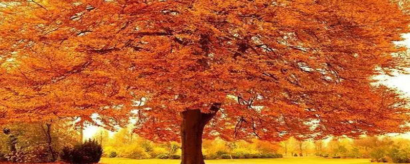 秋天还可以是什么颜色的呢为什么 秋天还可以是什么颜色的呢为什么一年级