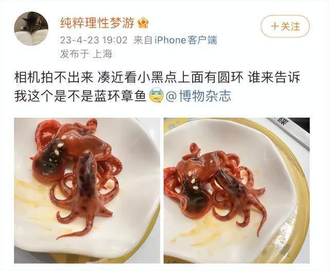 网友发帖称在知名连锁餐厅吃到剧毒“蓝环章鱼”，这次是煮熟的！
