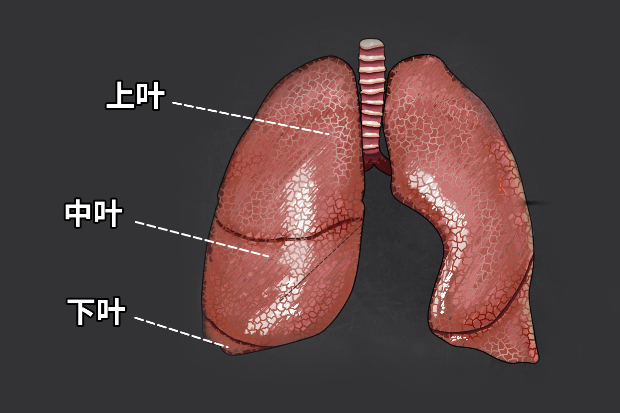 右肺三叶分布图（右肺三叶分布图高清）