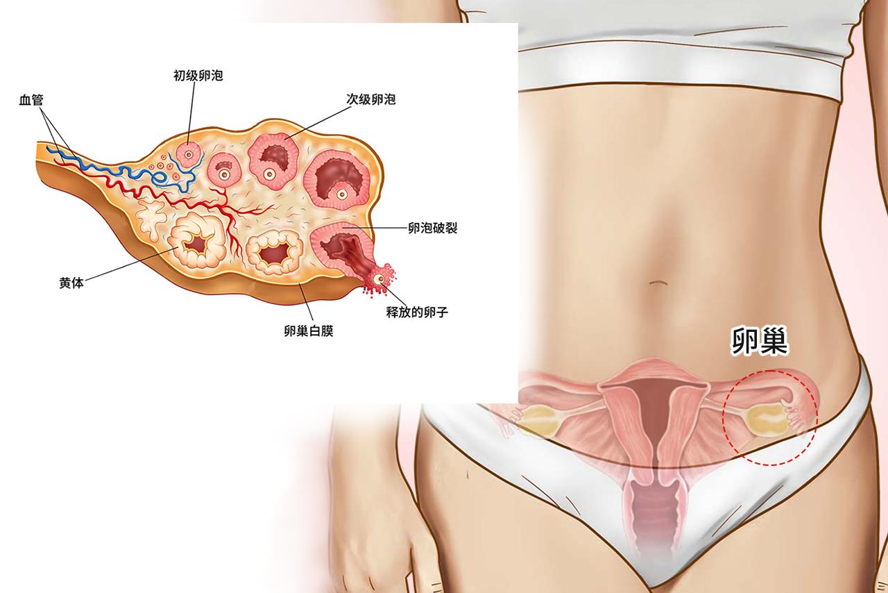 次级卵泡图片（次级卵泡的特征）