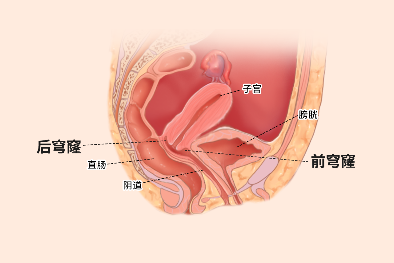 穹隆部位在哪里图片（穹隆在身体哪个部位）