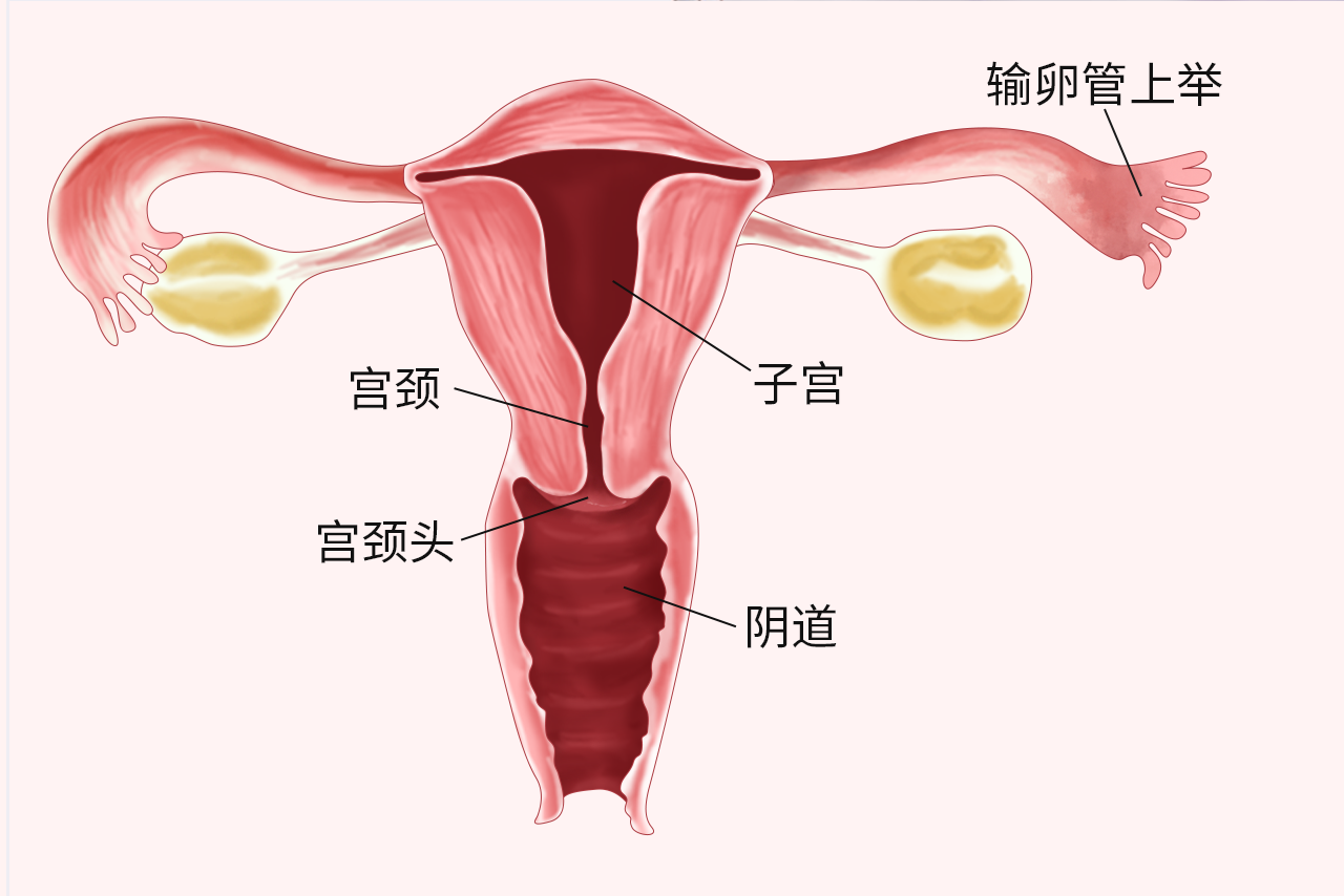 输卵管上举图片位置示意图 输卵管上举怎么治疗比较好