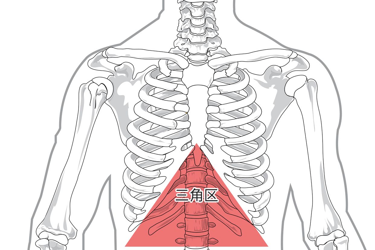 胃最上面三角区结构图 胃最上面三角区按压疼