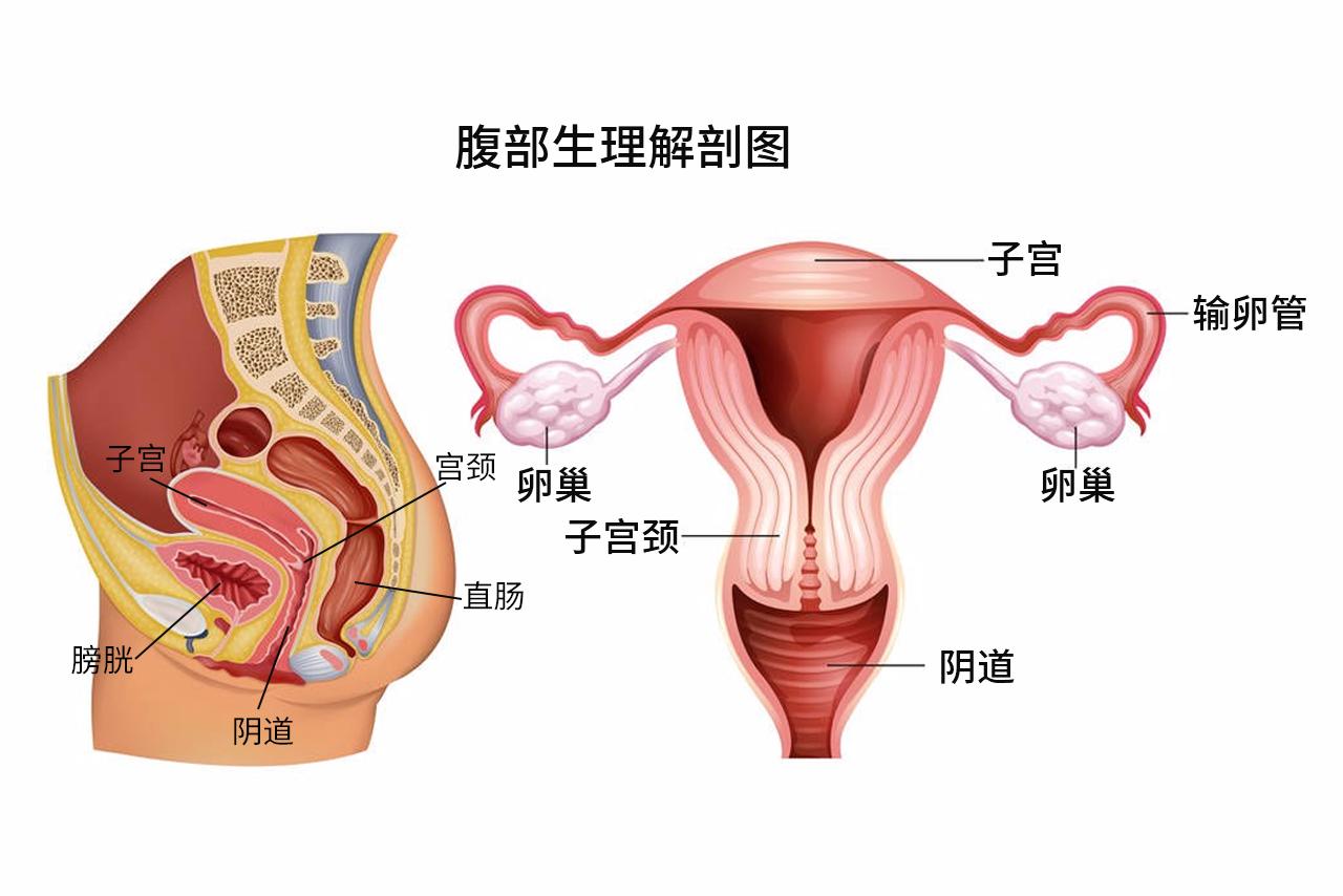 腹部生理解剖图解 腹部生理解剖学图片