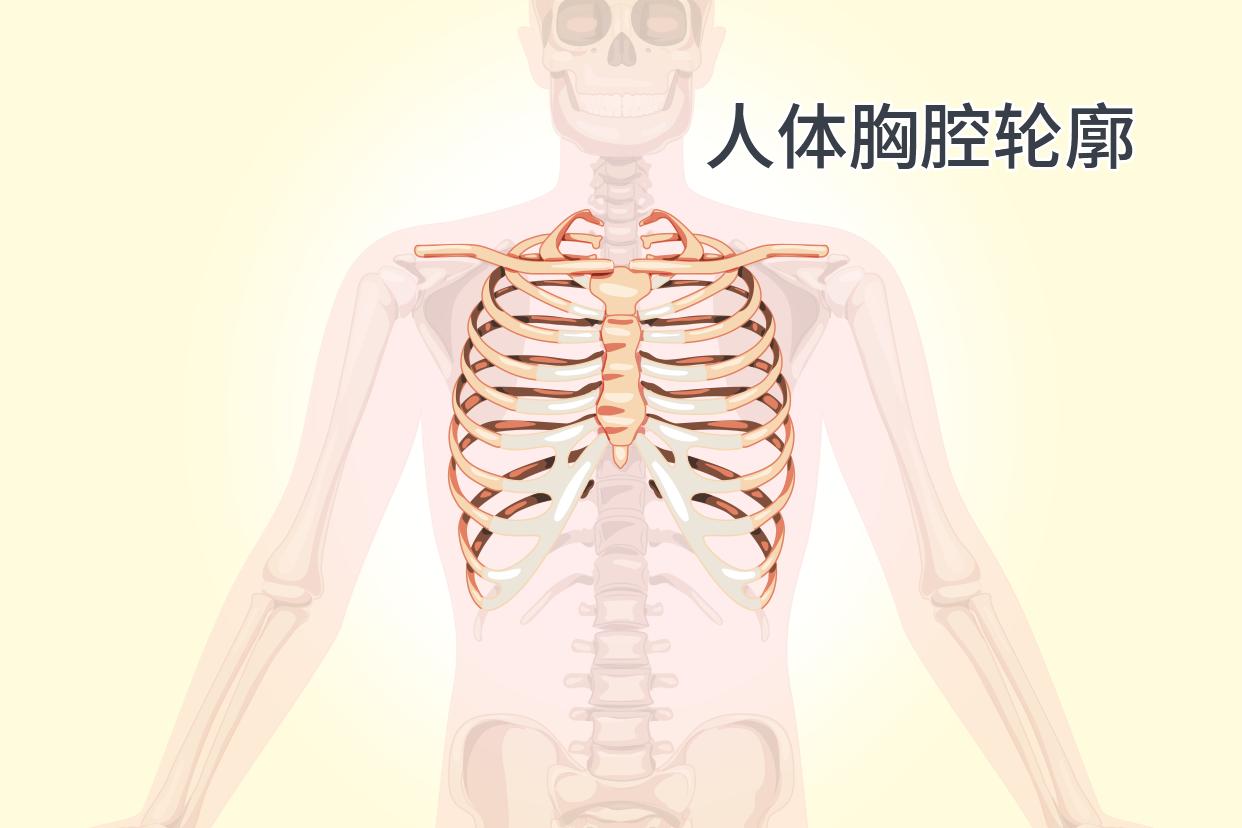人体胸腔轮廓尺寸图 人体胸腔轮廓尺寸图解