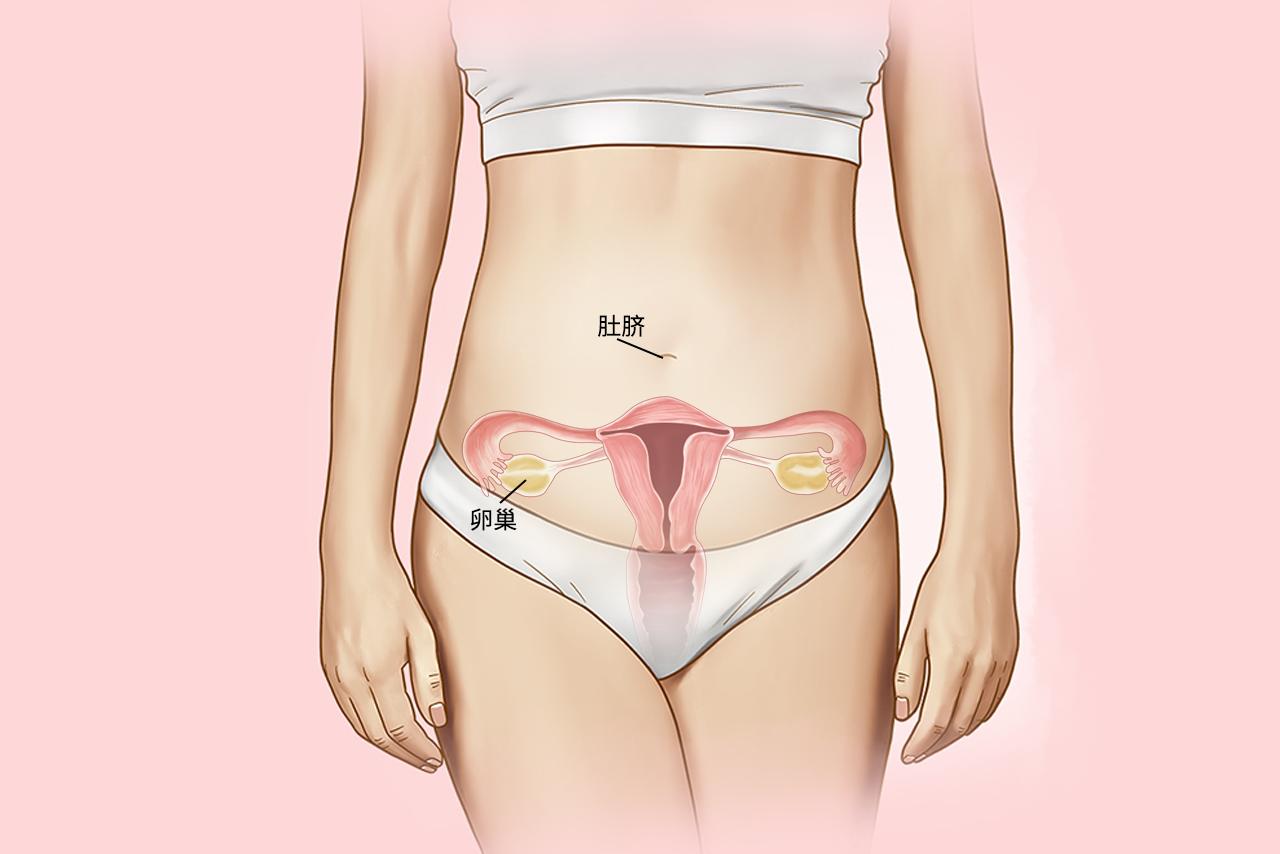 卵巢离肚脐平面图（卵巢离肚皮有多远）