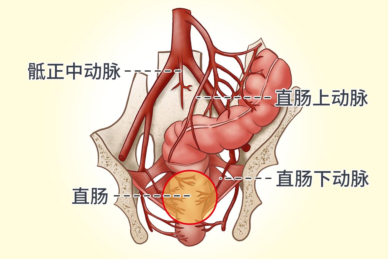 直肠动脉血供应图 直肠的动脉供应