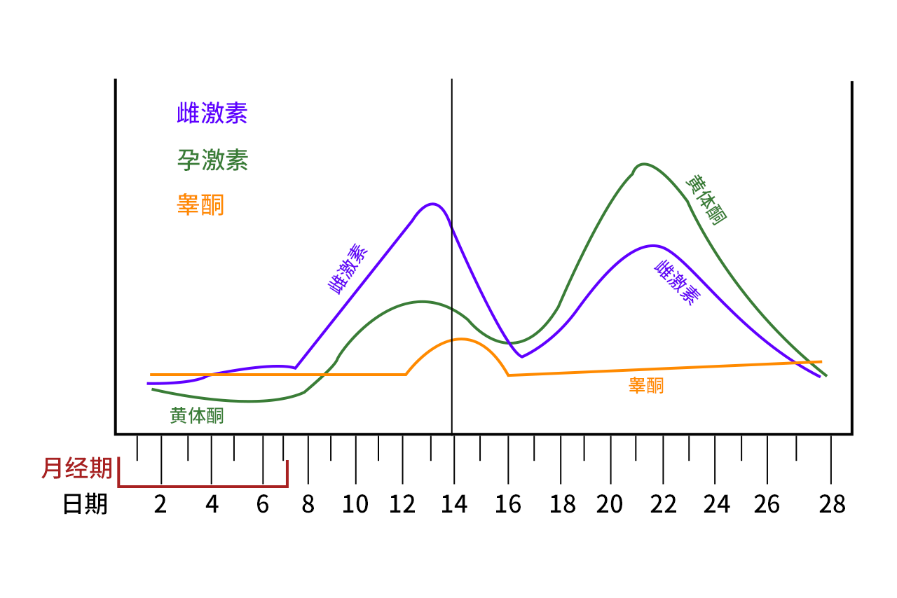 女性生理周期激素变化图