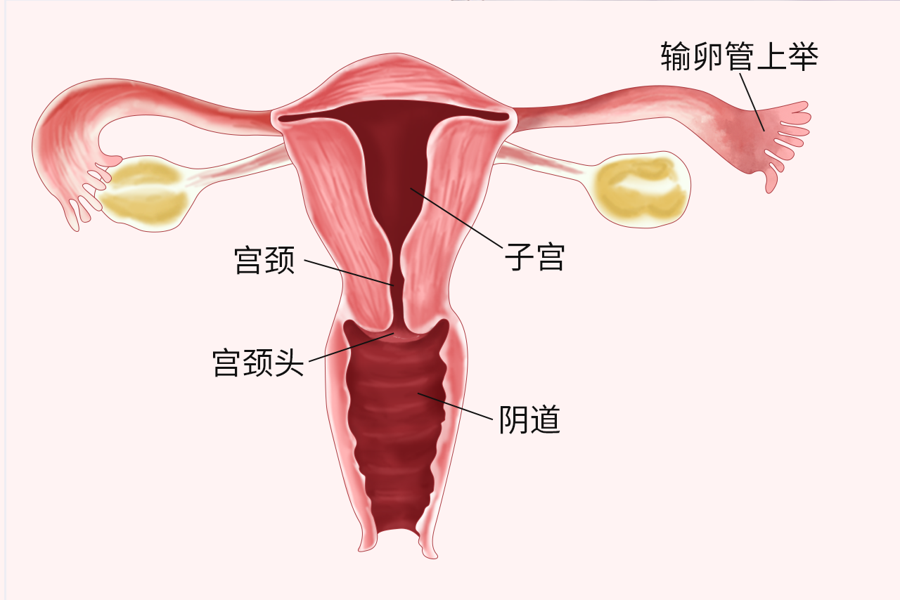 输卵管上举图片位置示意图