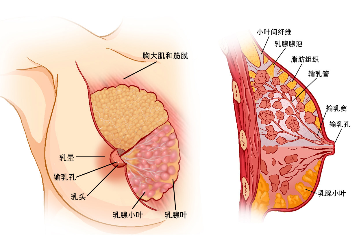 乳头结构图