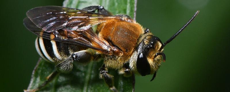 切叶蜂和樵叶蜂有什么区别