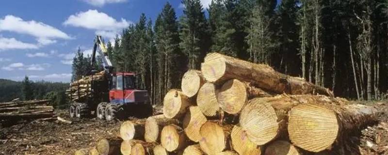 桉树木材价格一般多少钱一吨（桉树木材价格一般多少钱一吨广东）