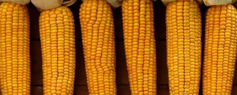 玉米专用复合肥排名 玉米复合肥批发价格