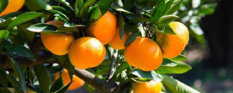 碰柑橘的功效与作用 碰柑是不是橘子