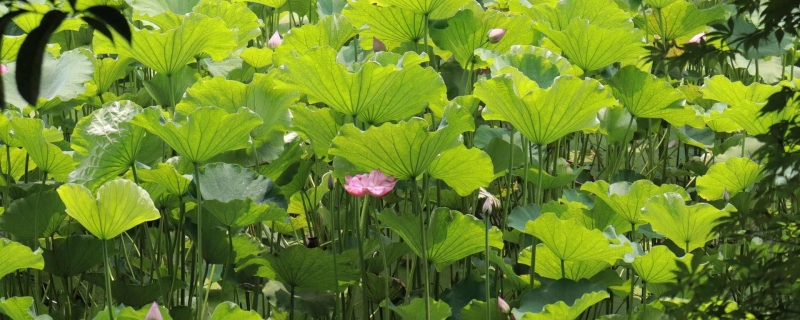 小满节气的自然现象是什么