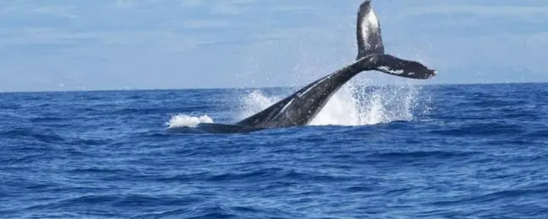 大西洋鲸鱼繁殖在哪里（大西洋的鲸鱼）