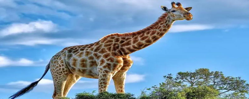长颈鹿是几级保护动物 长颈鹿是几级保护动物?