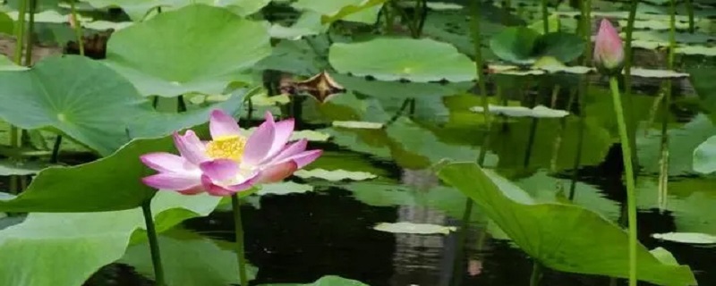 夏天是什么的季节 夏天是什么的季节作文围绕中心的意思